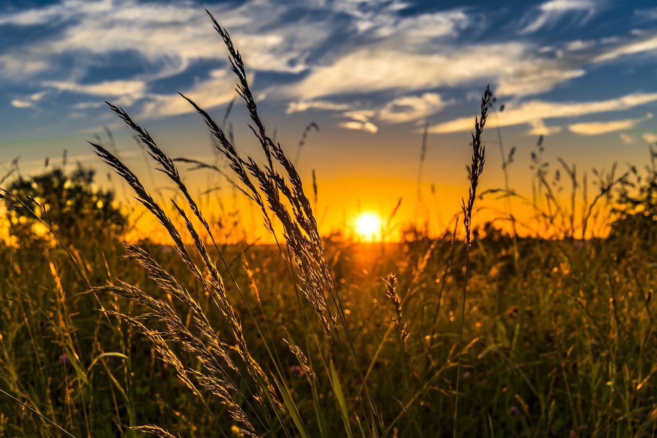 wheat field sunset backlighting 2391348